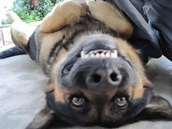 Upside Down Doggie